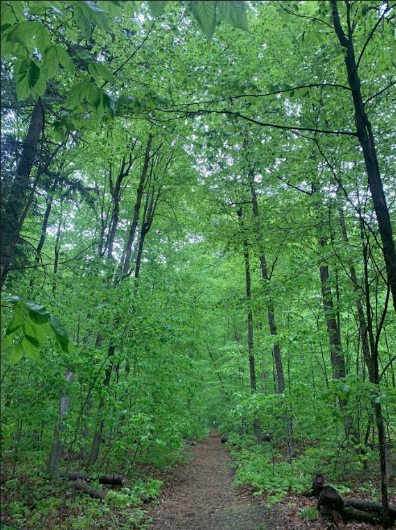 Forest Path